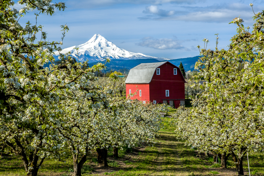 a red barn sits within an orchard full of flowering trees. a sharp, impressive snow-capped mountain is seen in the distance