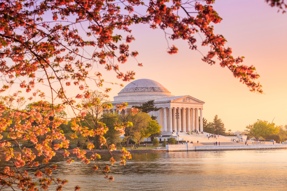 image of the jefferson memorial in washington DC at sunset framed by blossoming flowering trees