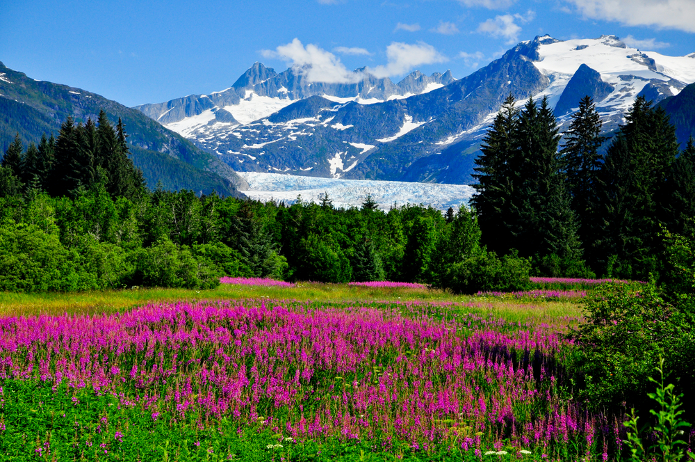 an alaskan glacier is seen in the distance on a beautiful sunny day. in the foreground is a vast field abounding with magenta wildflowers.