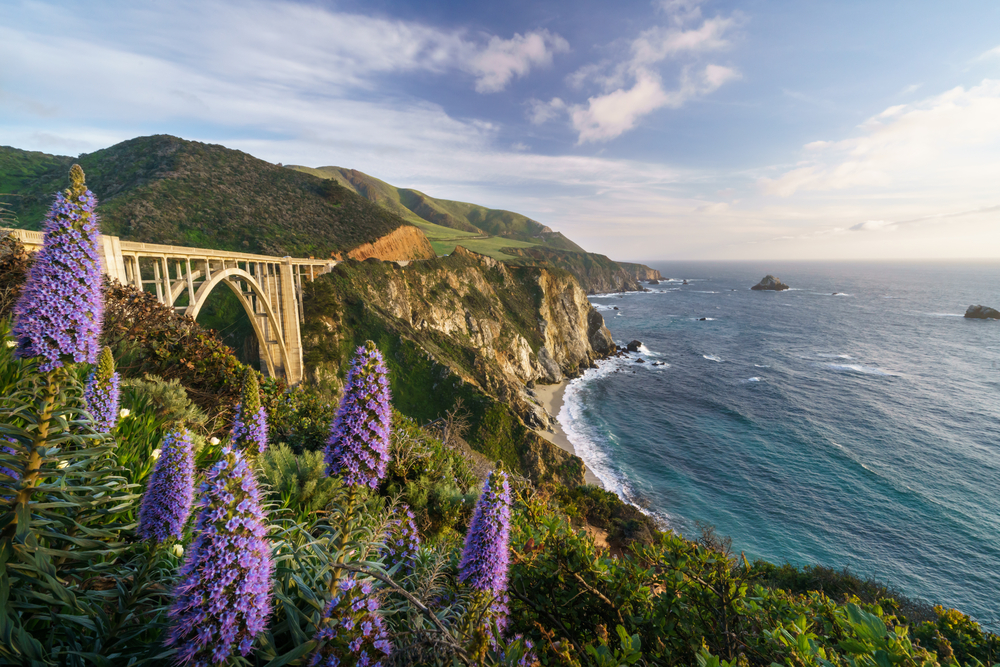 overlooking bixby bridge on the pacific coast highway in california. bright purple flowers in the foreground and a turquoise sea next to rocky cliffs in the background