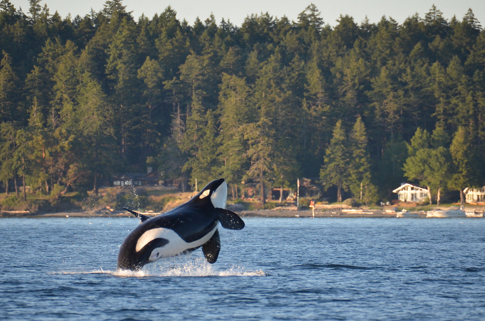 an orca jumps out of the water close to a shoreline. tall green trees in the distance and lake houses dot the shoreline